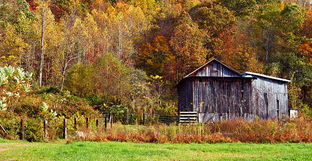 istock Rural shed during autumn in North Carolina 594464010