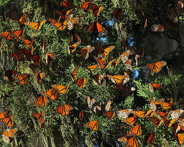 istock Wintering Monarch Butterflies in Tree 594464062