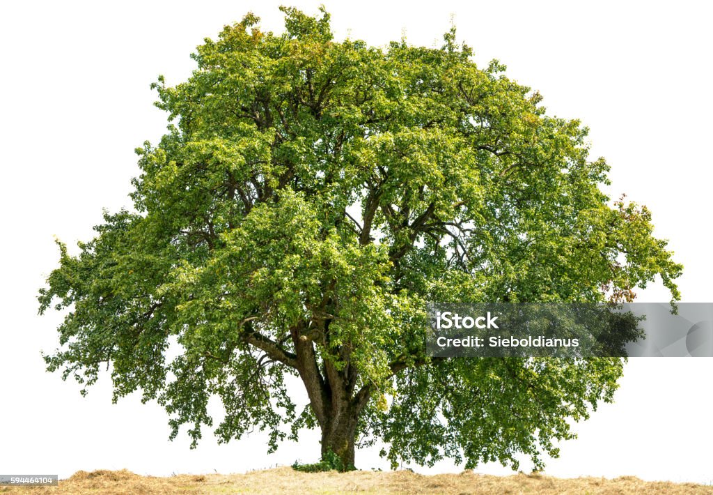 Old large Pear Tree or Pyrus communis isolated on white. Old Pear Tree or Pyrus communis (European Pear) with large canopy isolated on white in summer. Agricultural Field Stock Photo