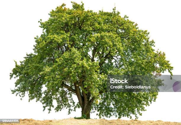 Old Large Pear Tree Or Pyrus Communis Isolated On White Stock Photo - Download Image Now