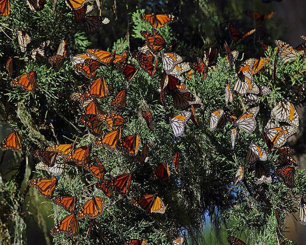 istock Monarch Butterflies in Fir Tree 594464266