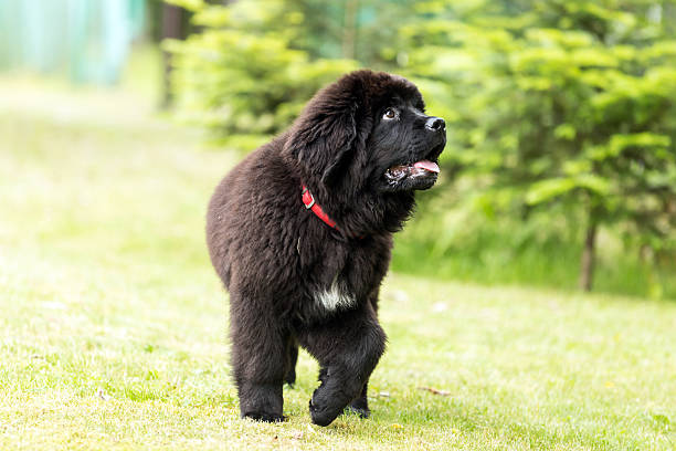 Beautiful Newfoundland puppy sitting on the grass in the garden, Beautiful Newfoundland puppy on the grass in the garden, shallow depth of fieldBeautiful Newfoundland puppy sitting on the grass in the garden, shallow depth of field newfoundland dog photos stock pictures, royalty-free photos & images
