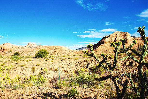 istock New Mexico Southwest Desert Landscape; Cholla Cactus 594465410