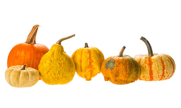 istock Various decorative pumpkins / gourds on a white background 594465650