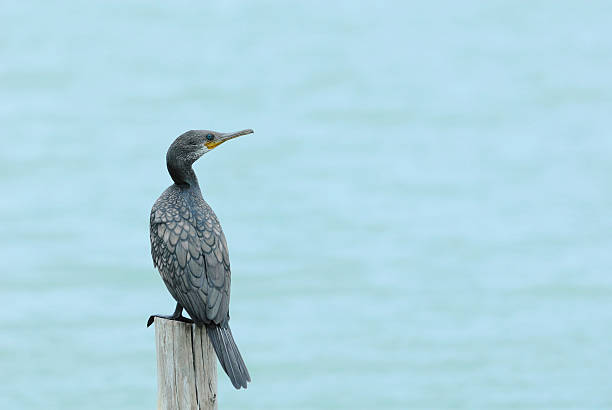 Little Cormorant Bird perching on log as background