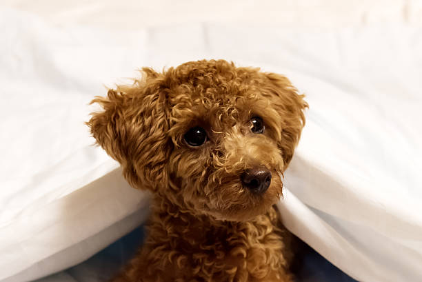 istock brown dog in white blanket 594467556