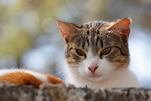 istock Portrait of a cat 594467632