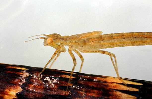 istock Mayfly larva sitting on straw. Aquatic nymph. 594468056