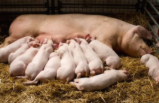 Photo of Sow with piglets nursing