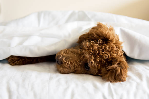 istock brown dog in white blanket 594469152