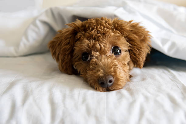 istock brown dog in white blanket 594469250