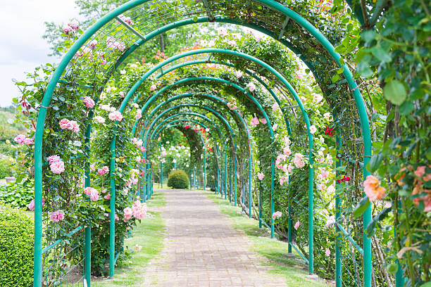 istock Arch of the rose 594469940
