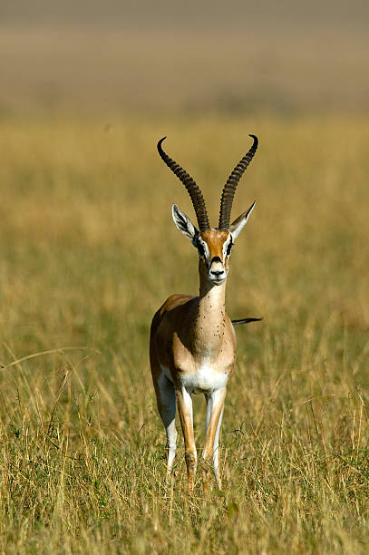 istock Grants gazelle, Masai Mara Game Reserve, Kenya 594470864