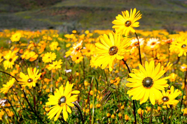 istock Colorful wild flowers 594472692