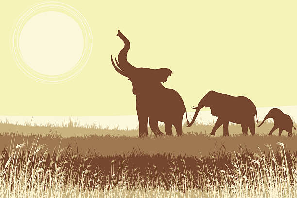 Bright hot sunset. Huge cloud over the horizon. Wild elephant grazing, looking for food on grass field. Magical Africa. Journey to the hot mysterious continent.