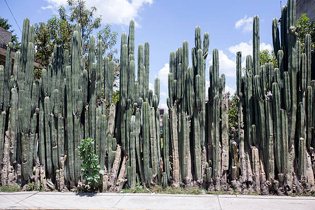 saguaro - sahuaro imagens e fotografias de stock