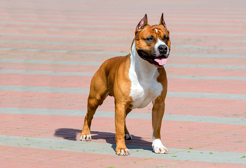 American Staffordshire Terrier full face.