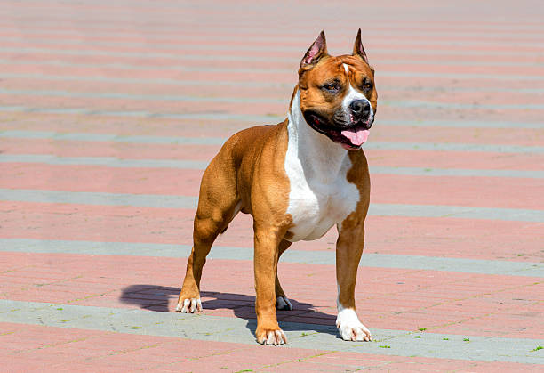 The American Staffordshire Terrier is in the city park. American Staffordshire Terrier full face. american staffordshire terrier stock pictures, royalty-free photos & images