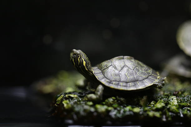 istock Little turtle - green and yellow (pseudemys) 594473630