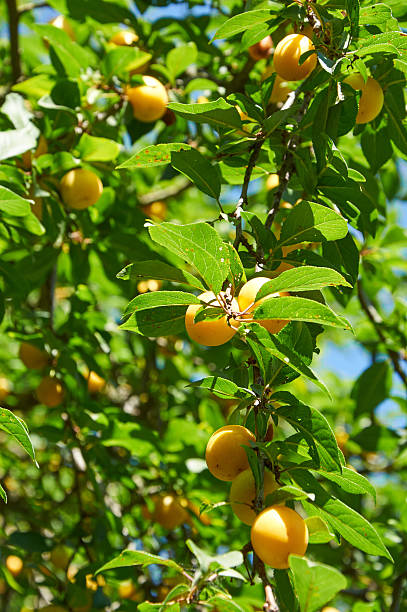 istock Branch of cherry plum tree 594474220