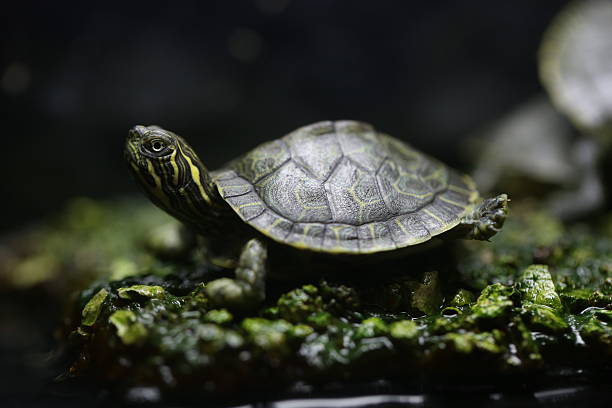 pequeña tortuga - verde y amarillo (pseudemys) - emídidos fotos fotografías e imágenes de stock