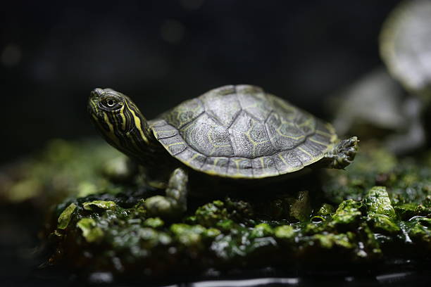 petite tortue - vert et jaune (pseudemys) - turtle photos et images de collection