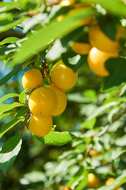 istock Berries of cherry plum on the tree 594474242