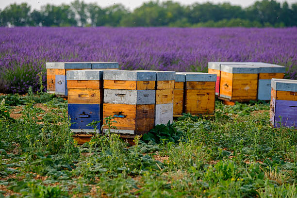 istock Beehives in Provence at France 594475122