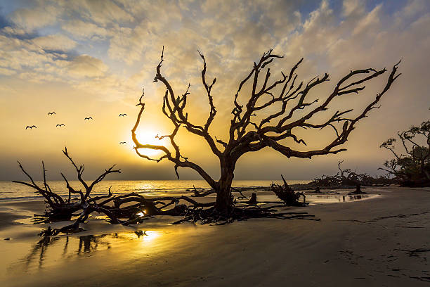 istock Gulls at Sunrise Over Driftwod Beach 594476176