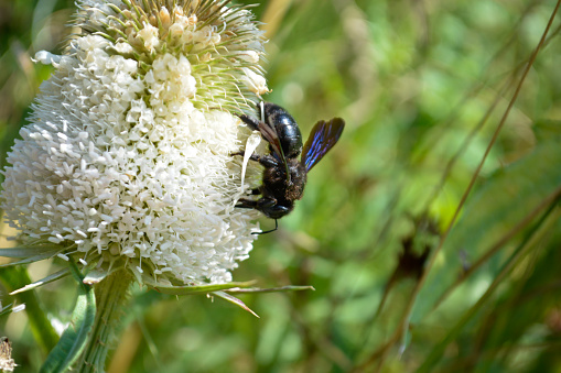 Carpenter bee on a bur on a sunny day