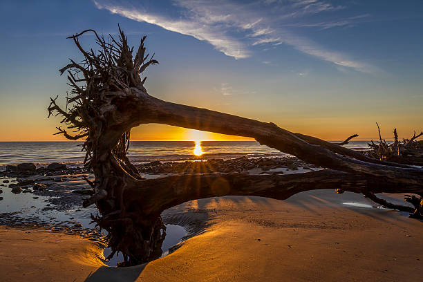 istock Sunrise Over Driftwood Beach - Jekyll Island 594476448