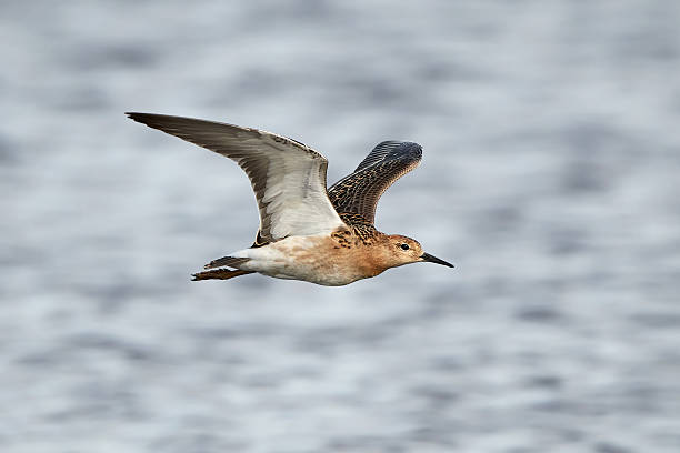 Ruff (Philomachus pugnax) Ruff in flight with blue water in the background philomachus pugnax stock pictures, royalty-free photos & images