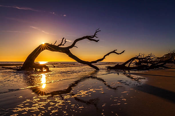 wschód słońca nad plażą driftwood - jekyll island - jekyll island zdjęcia i obrazy z banku zdjęć