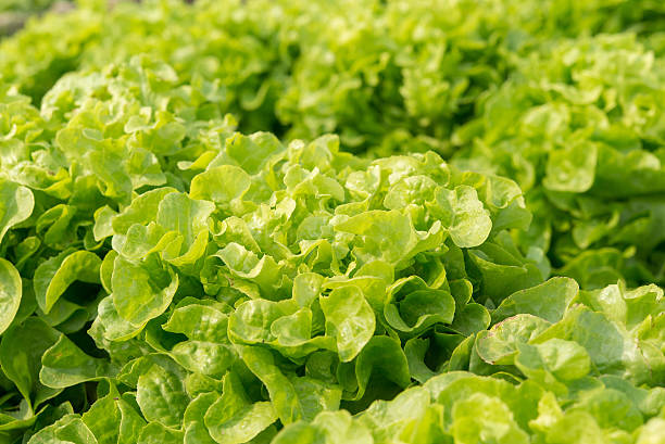 istock Green Oak salad plant, hydroponic vegetable leaves 594477038