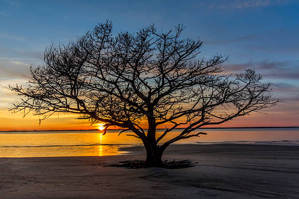 istock Live Oak Tree Growing on a Georgia Beach at Sunset 594477094