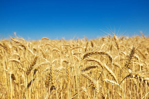 istock Wheat Field in Washington State, USA 594478208