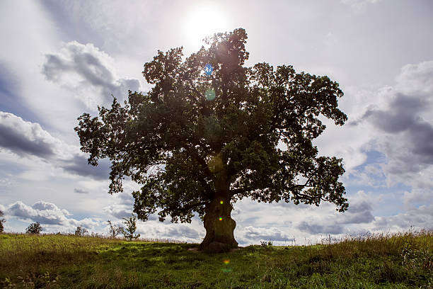 istock spreading a large oak tree stands in  field 594478578