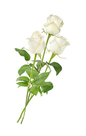 Elegant bouquet of three white roses on a long stem with green leaves isolated on white background, side view