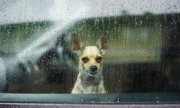 Chihuahua behind car window watching the rain