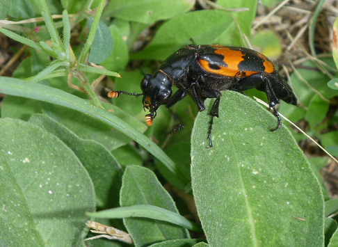 Climbing over plants, a carnivorous Sexton beetle or burying beetle travels to a nearby carcass along Bear Creek in Rocky Mountains of Morrison, Colorado. 