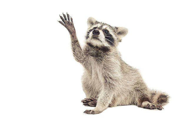 istock Raccoon sitting with paw raised up 594481048