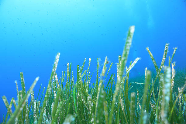 Underwater image, seaweed, seagrass, Adriatic Sea, Malta