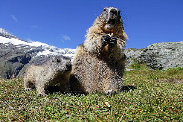 Cute marmot eating carrot on background of Furka Pass in Swiss Alps