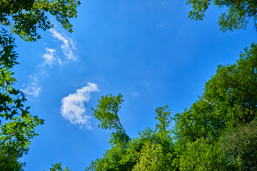 Blue sky with green treetops and lush foliage arround and a few small white clouds. Horizontal format in vibrant colors