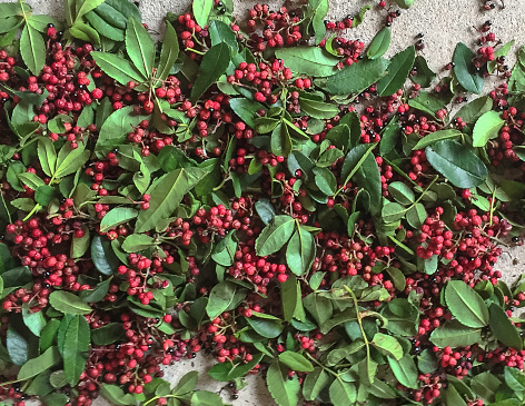 In China's Sichuan Province, freshly harvested Sichuan peppercorn berries have been laid out for drying.
