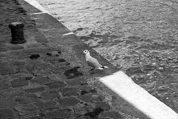 istock Seagull on the Seine 594486240