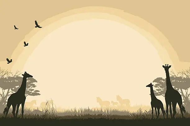 Vector illustration of African safari background with giraffes and zebras
