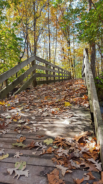 istock fall leaves on wooden bridge 594488390