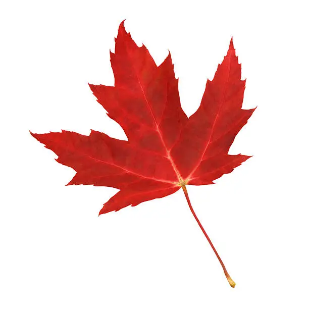 Photo of Red maple leaf