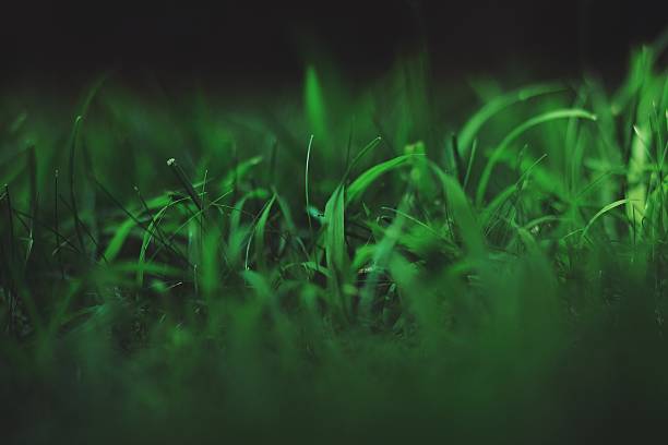 istock Full Frame Shot Of Grassy Field 594488571